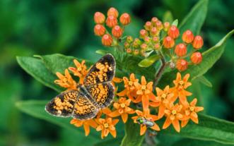 Butterfly on milkweed
