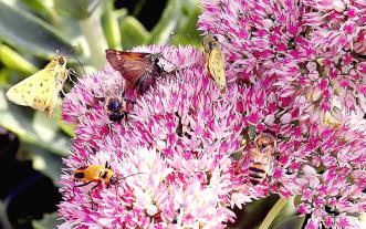 Sedum with pollinators