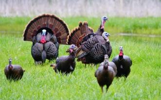 Turkeys in a field