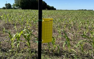 Yellow card for trapping insects in field