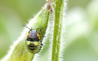 Green stink bug