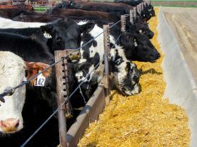Cow-calf producers benefit by learning how their steers do in the feedlot and carcass.