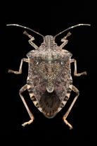 Brown marmorated stink bug. U.S. Army photo.