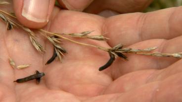 MU Extension specialists are seeing signs of ergot in Missouri grasses. Ergot bodies look like mouse droppings, as seen in this 2013 file photo. The toxic fungus infects grasses and cereal crops and can cause severe illness and death in livestock. Photo b