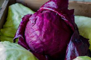 Red cabbage. Photo courtesy National Garden Bureau.