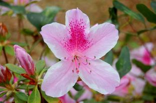 Azaleas blossom.