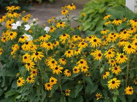 Black-eyed Susan “Goldsturm.”