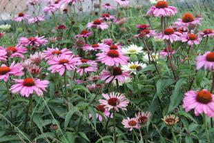 Purple coneflower "Magnus."