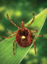 The lone star tick is common in Missouri and uses mammals and birds as hosts. Its bite has been linked to allergic reactions to eating red meat.Photo by James Gathany, Centers for Disease Control and Prevention