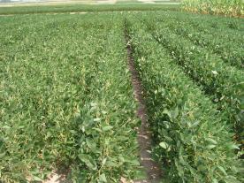 Late-planted soybean benefit from 15-inch rows instead of 30-inch rows. The 15-inch rows allow soybean to capture light, which boosts yield. Photo courtesy of Bill Wiebold.