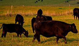 Cows in a field, steak in genomics blog 