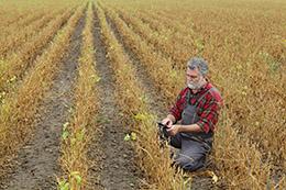 Farmer in field analyzing crops from drought.
