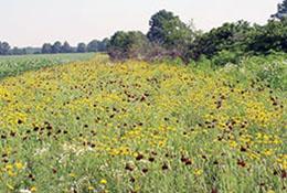 Field border of flowers