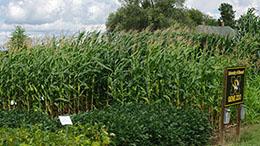 MU Gene Zoo for corn