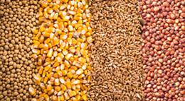 Soybean, corn, wheat and sorghum