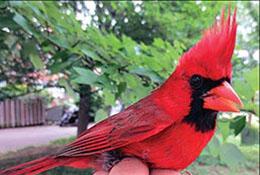 A person holding a cardinal in their hand