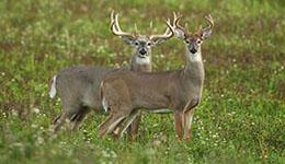 Two white tailed deer in a field