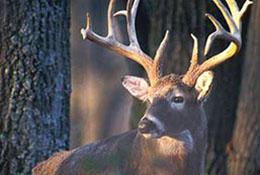 A buck with antlers in front of a tree line
