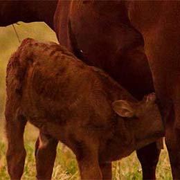 Calf drinking milk from its mother.