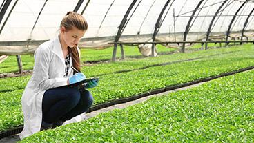 Researcher observing plants