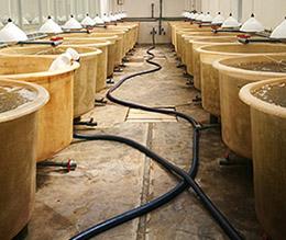 Aquaculture pools in a facility.