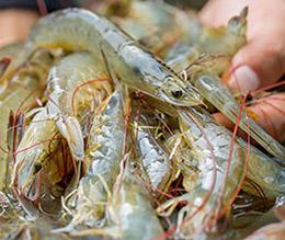 Crawfish being harvested.