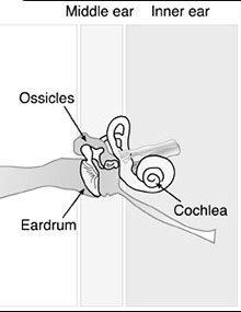 Thumbnail of inner ear image for the cover of G1962.