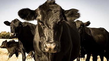 Close-up of cows in field