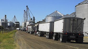 Semi trucks hauling grain to silos.