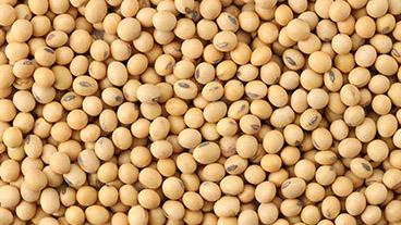 Soybeans