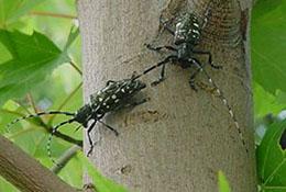 Asian longhorn beetles on a tree