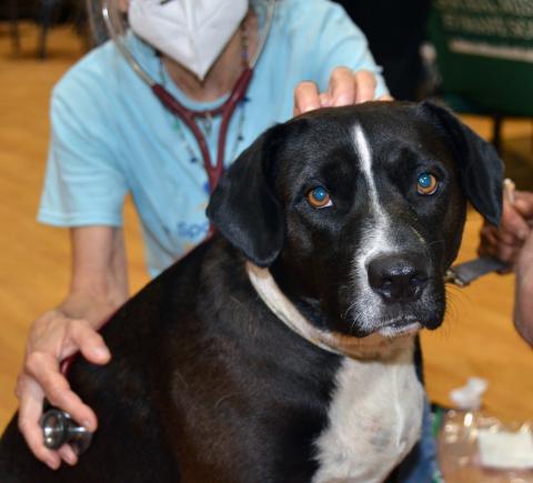 masked vet with dog