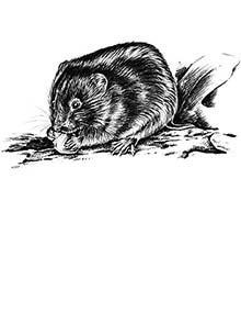 A woodland vole.