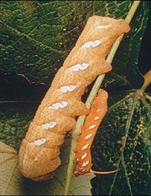 Achemon sphinx caterpillar.