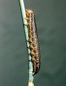 Armyworm caterpillar.