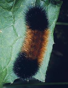 Banded woollybear caterpillar.