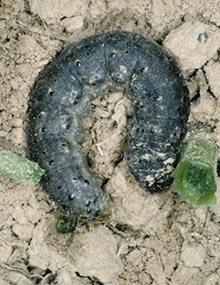 Black cutworm caterpillar.