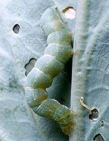 Cabbage looper caterpillar.