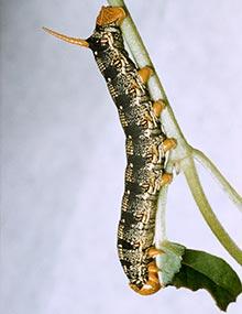 Catalpa sphinx caterpillar.
