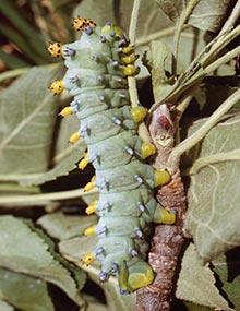 Cecropia moth caterpillar.