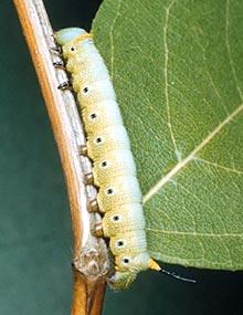 Clearwinged sphinx caterpillar.
