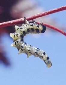 Dusty birch sawfly caterpillar.