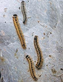 Eastern tent caterpillars.