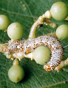 Eight-spotted forester caterpillar.