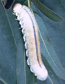 Elm sawfly caterpillar.