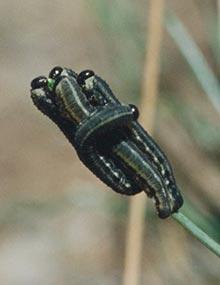 European pine sawfly caterpillars.