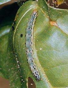 Garden webworm caterpillar.