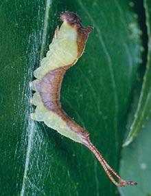 Gray furcula caterpillar.