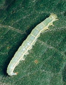 Green cloverworm caterpillar.