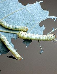 Greenstriped mapleworm caterpillars.